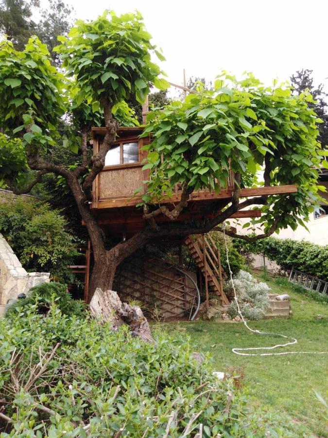 Six Steps From The Forest Zigos  Exterior photo
